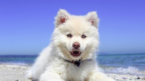 Hundehalter haften auch für gehorsamen Hund
