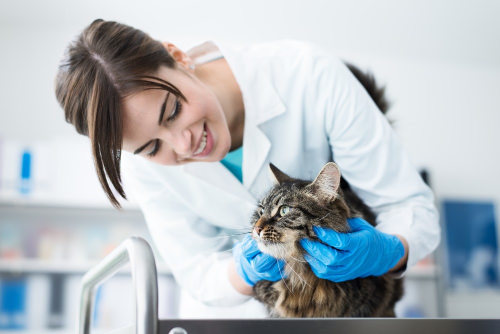 Operationskostenschutz für Katzen – Weil auch ihre Gesundheit zählt